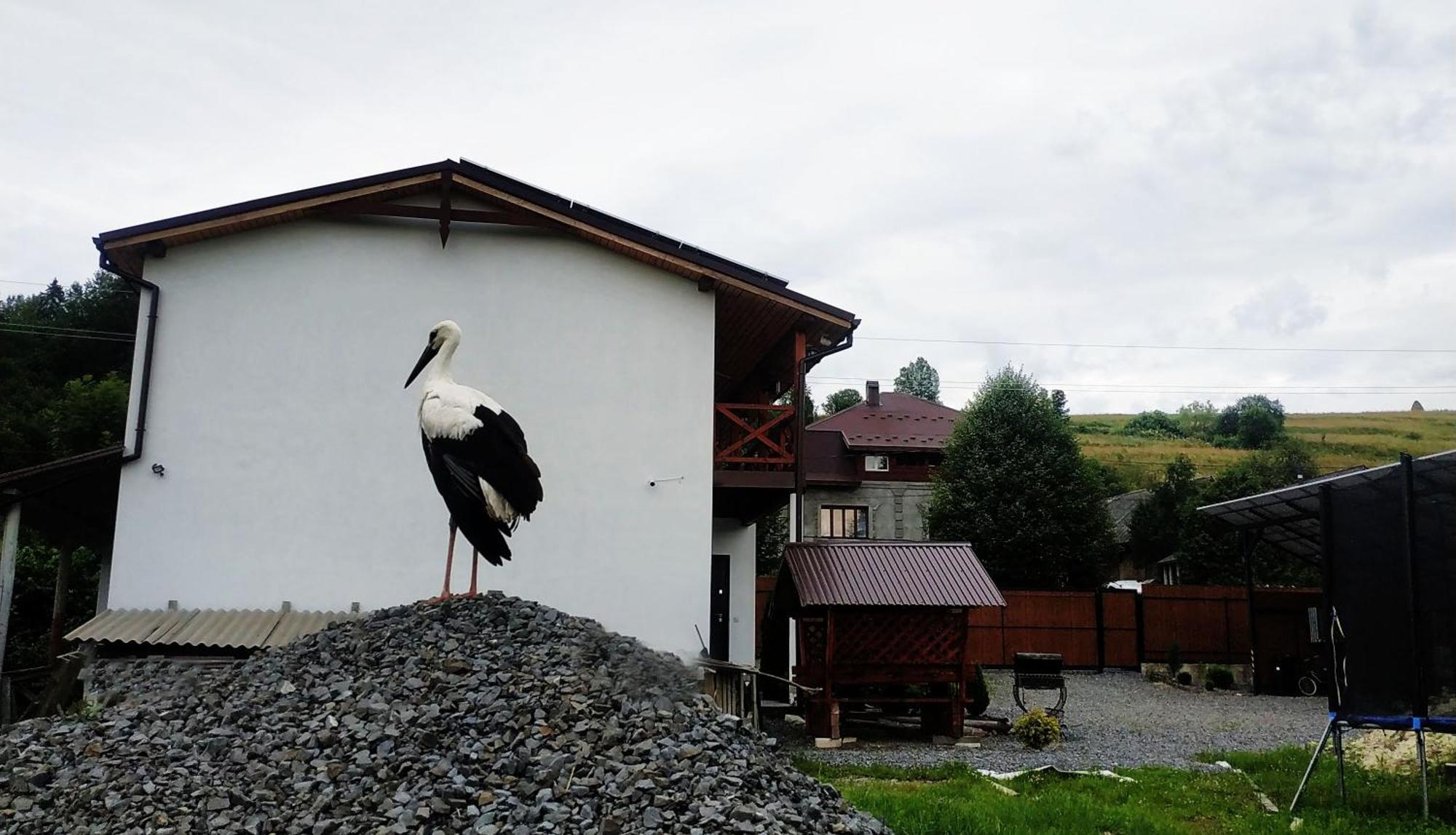 Nestg Guest House Pilipets Exterior photo